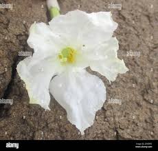 Image result for Catophractes