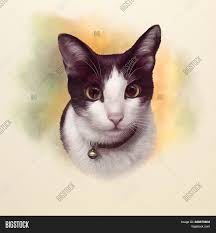 Black and white cat drawing. Cute Black White Cat Image Photo Free Trial Bigstock