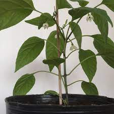 How To Pollinate Chilli Plants Plants Chilli Plant Best Air Purifying Plants