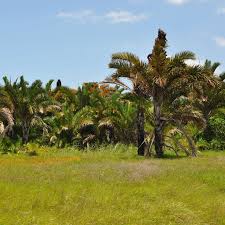 Image result for Memecylon incisilobum