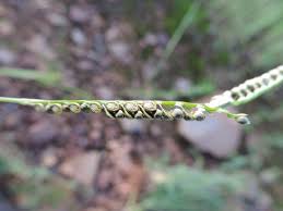 Image result for Melanospermum