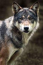 Gray Wolf Ii By Steven Reburgh 500px Grey Wolf Animals Mexican Wolf