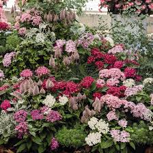 Image result for Pentas longiflora