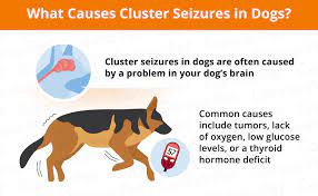 Cluster Seizures In Dogs Canna Pet