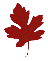 Here you can explore hq leaf clipart transparent illustrations, icons and clipart with filter setting polish your personal project or design with these leaf clipart transparent png. 8 Maple Leaf Images The Graphics Fairy