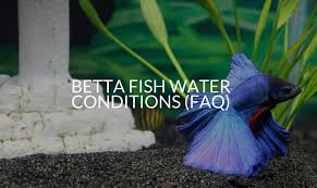 High ammonia and nitrate levels caused by waste aren't visible but can seriously stress out and cause harm to you bettta. Betta Fish Water Conditions Faq Betta Care Fish Guide