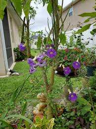 Image result for Thunbergia erecta