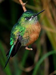 Long Tailed Sylph Female Valle De Cocora Colombia Beautiful Birds Colorful Birds Pet Birds