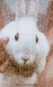 From Instagram Inf Cruelty Free Cosmetics Cruelty Free Beauty Cruelty Free Brands