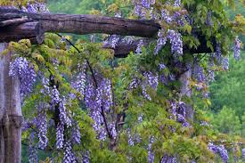 Texas top 5 summer flowering trees fannin tree farm. Usa Pennsylvania Purple Wisteria Flowers Hang On Wooden Trellis In Garden Stock Photo Dissolve