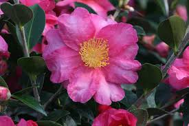 Shishi Gashira Camellia Camellia Sasanqua Monrovia To Be Planted Front Of House As Low Hedge On Semi Shade Side Camellia