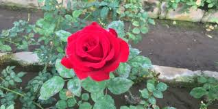 Check spelling or type a new query. Bunga Mawar Tumbuh Lebih Besar Ini Triknya Parenting Dream Co Id