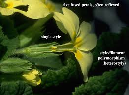 Image result for Primulaceae