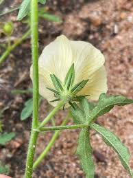 Image result for Hibiscus palmatus