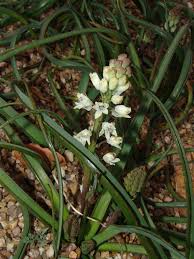 Image result for Behniaceae