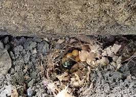 While ground bees are not a threat to your lawn, or you and your family, knowing how to remove a bee problem safely from your yard using easy pest control solutions. Five Ways To Support Queen Bumble Bees This Spring Xerces Society