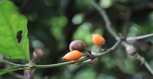 Image result for Cassipourea gummiflua