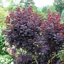 An annual application of organic plant food may be called for if the shrubs are not growing vigorously. Der Peruckenstrauch Royal Purple Botanisch Cotinus Royal Purple Genannt Hat Schone Kraftig Dunkelrote Ovale Blatter Native Plants