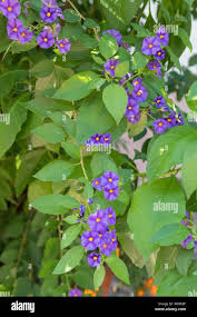 Image result for Lycianthes rantonnetii