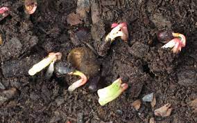 Mix a few handfuls of compost into the flower bed and remove all weeds. Growing Peonies From Seed Cricket Hill Garden