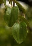Image result for Ziziphus abyssinica