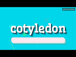 Cotyledons - How To Pronounce It? Cotyledons Meaning And Pronunciation! -  Youtube