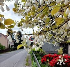 Image result for Halesia