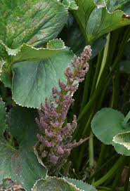 Image result for Gunnera perpensa