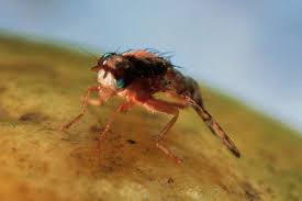 where do fruit flies come from?