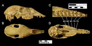 Brigance said he initially suspected the mammoth tooth was a. Hemiauchenia Macrocephala Florida Vertebrate Fossils