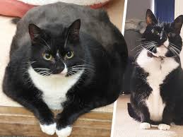 Cat hair shedding season | uni and nami. Muffin The Moggy Was One Of The Fattest Cats In Britain But She S Now Shedding The Pounds Derbyshire Live