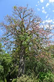 Image result for Brachychiton discolor