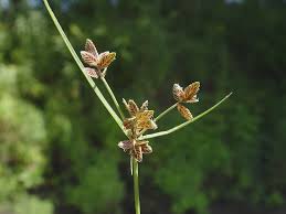 Image result for Cyperus karisimbiensis