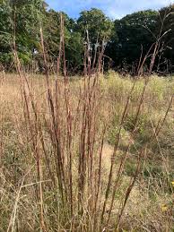 Image result for Andropogon lima