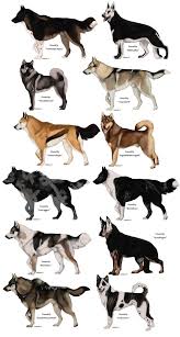 Pin By Sophia Jimenez On Evil Within Canine Art Dog Drawing Animal Drawings