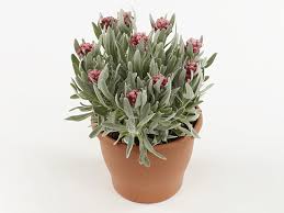 Image result for Helichrysum silvaticum