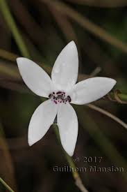 Image result for Cyphia