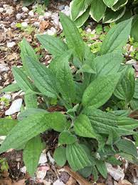 The problem seems to be progressing from one side of the plant to the other, with the leaves and stalks turning brown and drying up. Black Eyed Susan Black Eyed Susan Lawn And Garden Plant Leaves