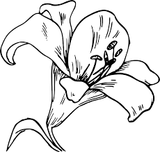 Http Prek 8 Com Publicdomain Plants Corolla Png Lilies Drawing Flower Clipart White Lily Flower
