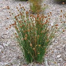 Image result for Ficinia