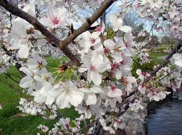 These represent only a fraction of what you will find and are. Did You Know That Flowering Cherry Trees Home Gardening Blog