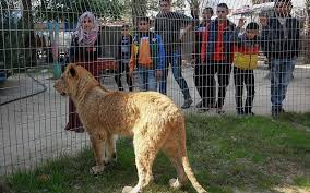 Animal welfare group to save Gaza zoo animals | The Times of Israel