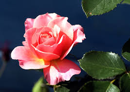 Immagini Belle : fiorire, fiore, petalo, primavera, flora, petali,  floribunda, fotografia macro, sbocciato, rosaio, colore rosa, pianta  fiorita, rose da giardino, famiglia di rosa, impianto di terra, ordine di  rosa 3084x2175 - -