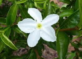 Image result for Heinsia