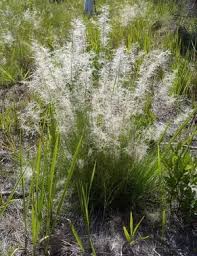 Image result for Stipagrostis