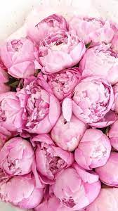 We did not find results for: Pretty Pink Peonies Pink Peonies Wallpaper Peony Wallpaper Pink Peonies Bouquet