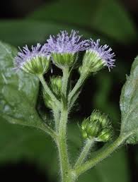 Image result for Ageratum conyzoides