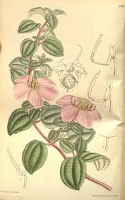 Image result for Heterotis decumbens