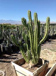 66085 dillon rd desert palm springs, ca 92240. 14 Plant Nurseries Ideas Plant Nursery Plants Nursery