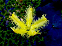 Image result for Menyanthaceae